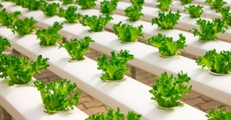 Vertical Farming - View of Vegetables